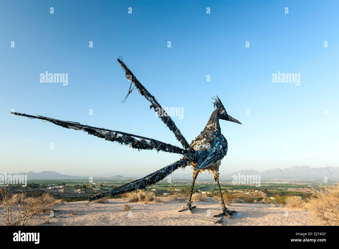 Arizona State Bird : The Majestic Roadrunner