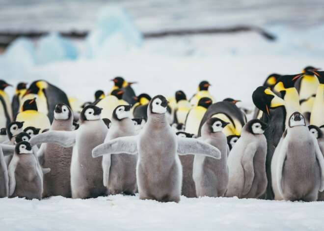 Penguin Mouth  : Discover the Secrets Behind Penguins’ Powerful Jaws