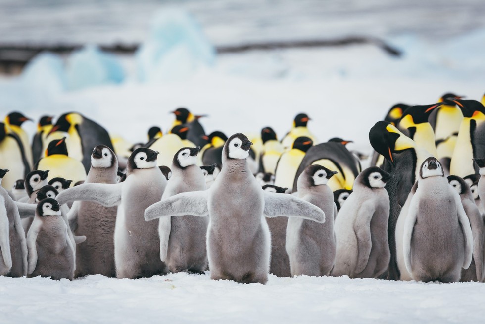 Penguin Mouth  : Discover the Secrets Behind Penguins’ Powerful Jaws